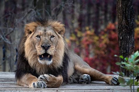 Tipos de LEONES Nombres y Características Con FOTOS