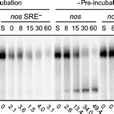 Translation Repression Is Atp Dependent A Scheme Of The Assay