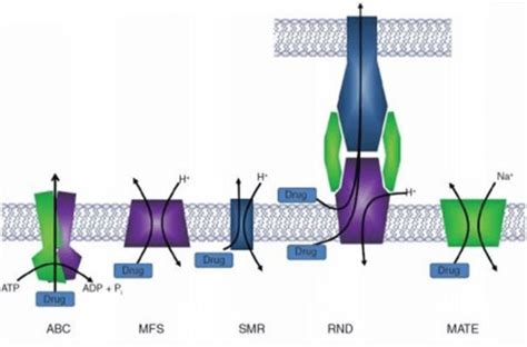 Diagram Of The Five Multi Drug Efflux Pump Families Abc Mate Mfs