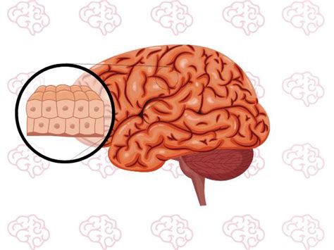 Mini Brains Grow From Fetal Brain Tissue - Dr Deepak Agrawal