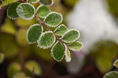 7 dicas que vão te ajudar a cuidar das plantas no inverno