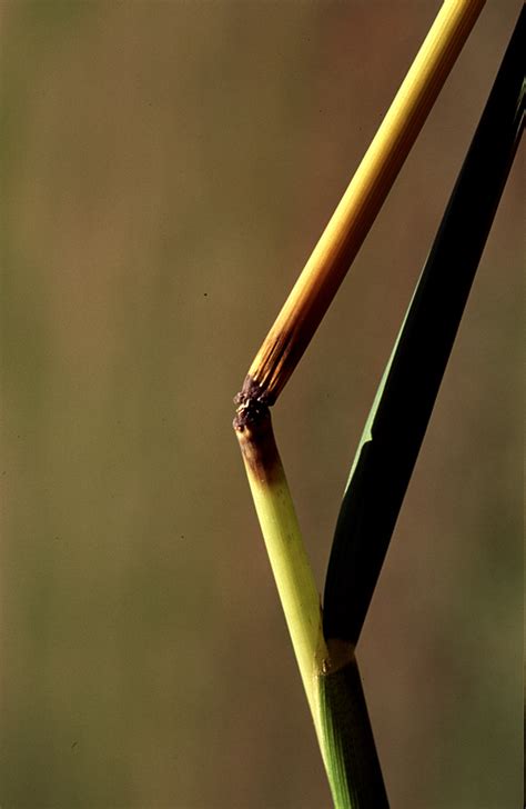 Rice blast disease | Department of Agriculture and Food