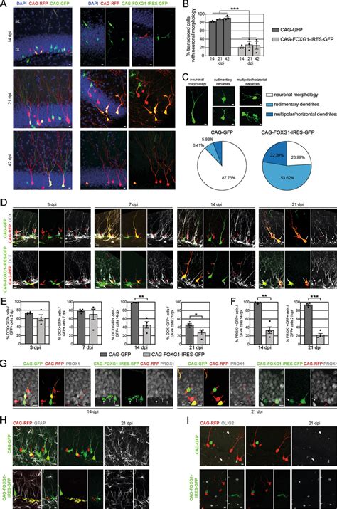 Foxg1 Overexpression Impairs Neuronal Differentiation Of Adult Born Download Scientific Diagram