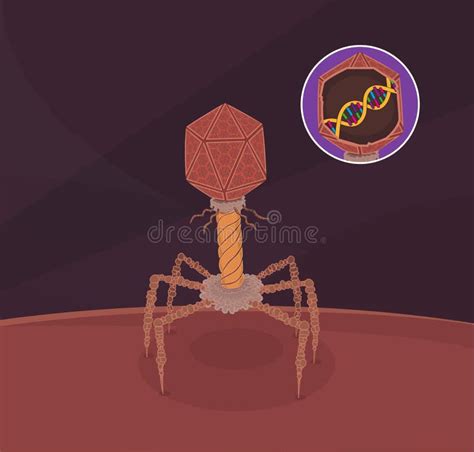 Structure Of The Bacteriophage It Is A Virus Stock Vector