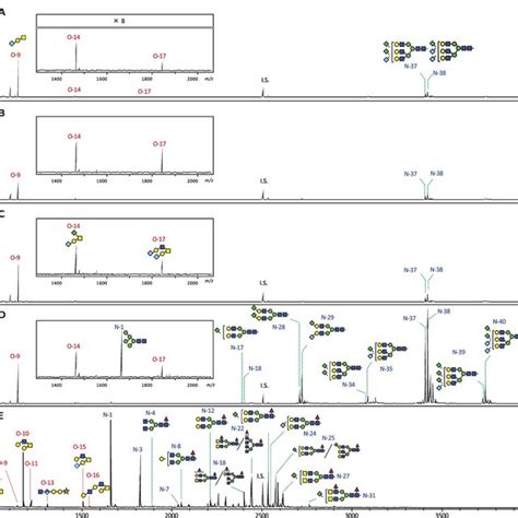 MALDI TOF MS Spectra Showing O And N Linked Glycans From Fetuin And