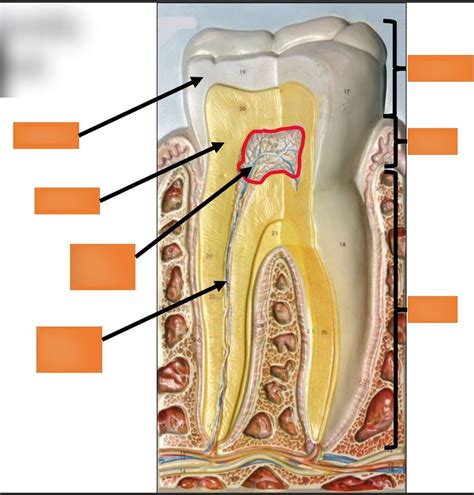 Parts Teeth and gums Diagram | Quizlet