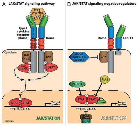 Jak Signaling Pathway