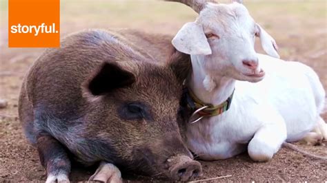 Goats And Piglets Play Together On Farm Storyful Wild Animals Youtube