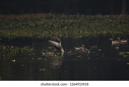 Surajpur Bird Sanctuary Stock Photo 1264915918 | Shutterstock