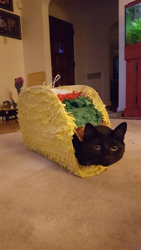 A cat...in a taco....a taco cat. Pretty straightforward. : r/aww