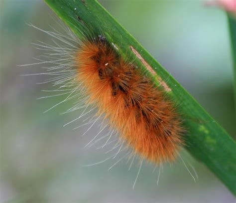 Caterpiller Spilosoma Virginica Bugguide Net