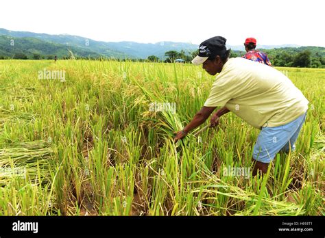 Philippine Rice Field Harvest