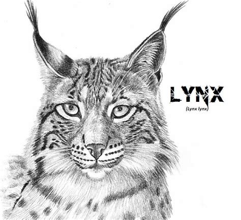 Lynx Drawing Pencil Sketch Colorful Realistic Art Images Drawing