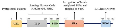 Structure Of Uhrf Protein Structure Of Uhrf Protein Showing The