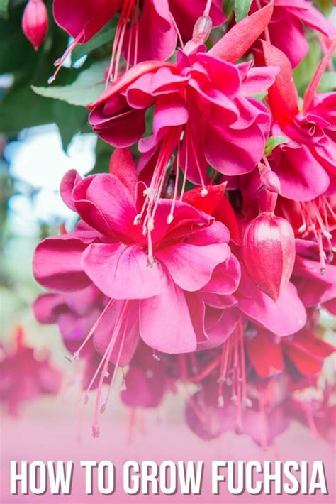 How to Grow and Care for Fuchsia Plants - growhappierplants.com