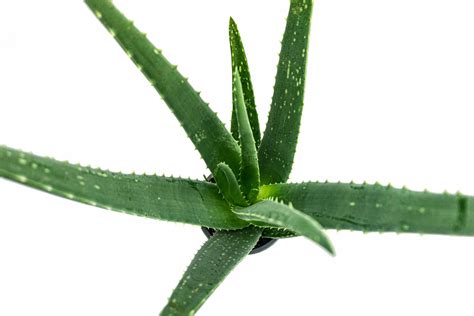 Aloes Zwyczajny Aloe Vera Leczniczy Du Y L C Allegro Pl