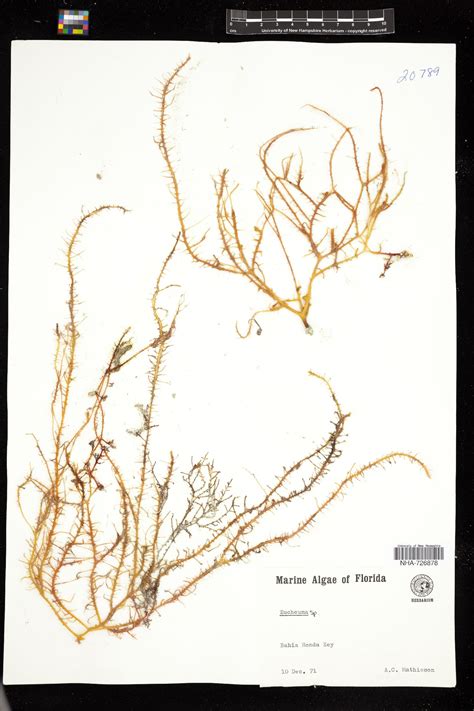 Macroalgal Herbarium Portal - Eucheuma