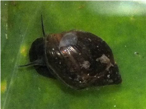 A Snail Of The Genus Lymnaea One Of The Snails Which Act As