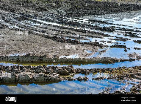 Tractor Tyre Tracks In Muddy Waterlogged Farm Field After Heavy Rain