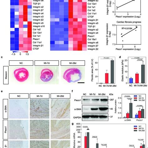 Enhanced Expression Of Piezo And Integrin Arising From Tissue