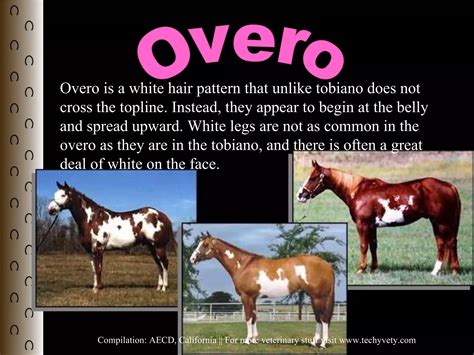 Horse colors | PPT