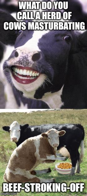 Chicken And Cow Joke - All About Cow Photos