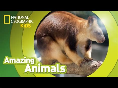 NatGeo: Amazing Animals - The Tree K…: English ESL video lessons