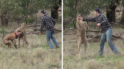 Australian Man Fights Kangaroo After Animal Chases and Knocks Him Down