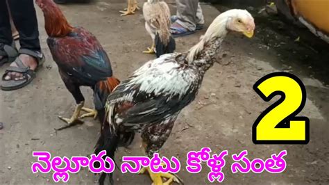 నెల్లూరు నాటు కోళ్ల సంత 2 కోళ్ల ధరలు Nellore Sunday Natukolla Market 9