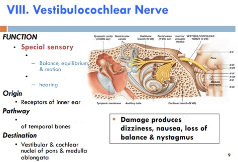 PPT The Vestibulo-cochlear Nerve (Cranial Nerve 8), 52% OFF