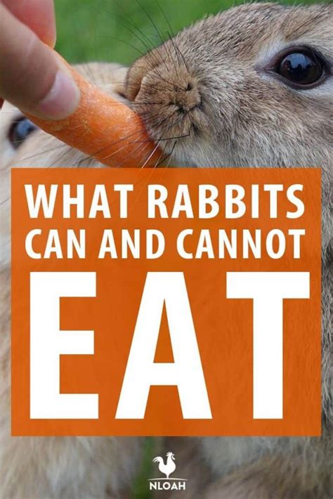 What Do Rabbits Eat The Best Foods For Your Bunny Rabbit Eating