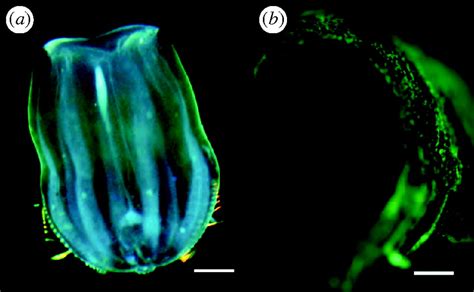 A Photoactivatable Green Fluorescent Protein From The Phylum Ctenophora