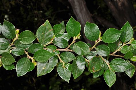 Cotoneaster Simonsii Rosaceae Image 80195 At PhytoImages Siu Edu