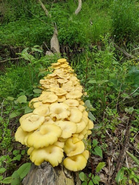 Yellow Oyster Mushrooms Identification Foraging And Cooking