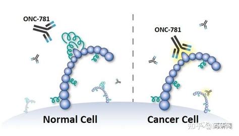 别吃我”靶点：cd24单抗首次在华申报临床 知乎