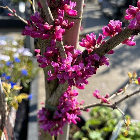 Cercis Chinensis Don Egolf Find Haveplanter