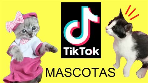 Tik Tok recopilación de los mejores videos de mis gatos graciosos Luna