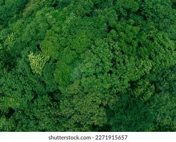 Aerial Top View Forest Tree Rainforest Stock Photo 2271915657 ...