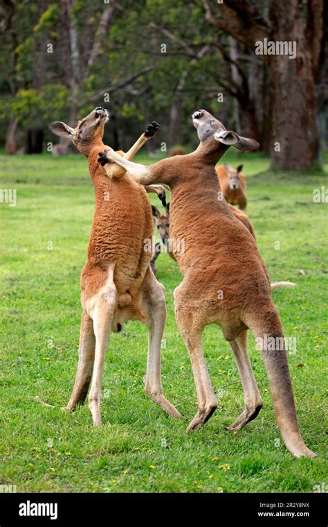 Red kangaroo (Macropus rufus), two males fighting, boxing, South Australia, Australia Stock ...