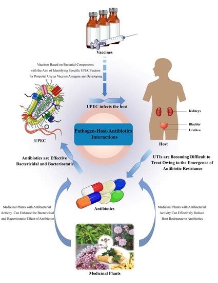 Ijms Free Full Text Urinary Tract Infections Caused By Uropathogenic Escherichia Coli