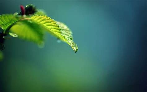 🔥 [40+] Green Fern Wallpapers | WallpaperSafari