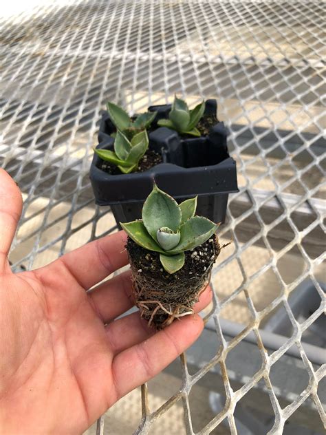 Agave parryi 'Truncata', Artichoke Agave Succulent Starter Plants - Mi