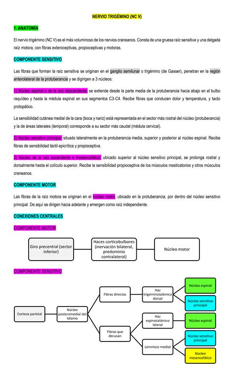 Solution Anatom A Exploraci N F Sica Y Alteraciones Del Nervio Trig