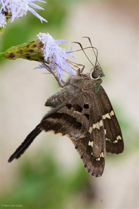 Long Tailed Skipper GTM Research Reserve Butterfly Guide