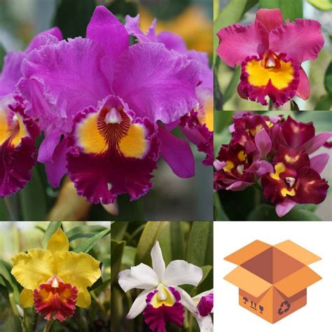 Plant Catalogs - AmThai Orchids Online