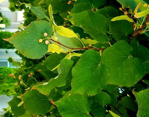 linden tree little leaf 5