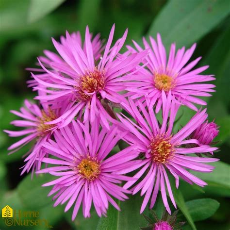 Symphyotrichum Novae Angliae Vibrant Dome New England Aster From Home