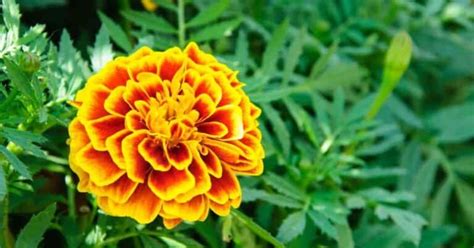 How To Use Marigolds For Pest Control And Keep Bugs Away