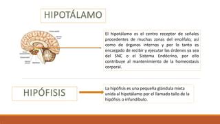 Eje Hipotalamo Hipofisis Ppt Descarga Gratuita