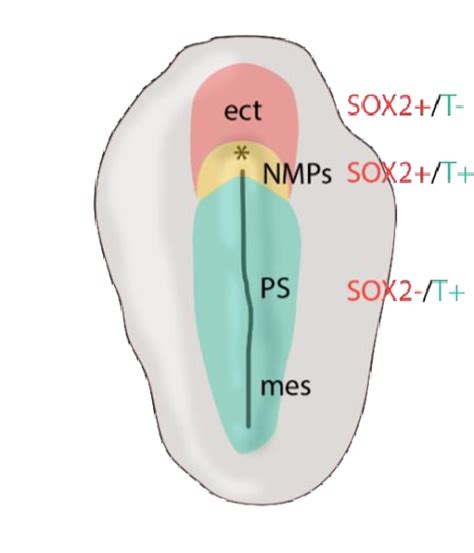 Neuromesodermal Progenitors Are Not Part Of A Germ Layer The Figure